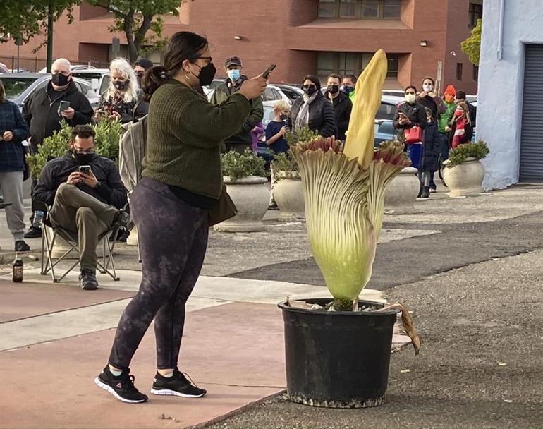 Onun adı ceset çiçeği... Koklamak için saatlerce sırada beklediler