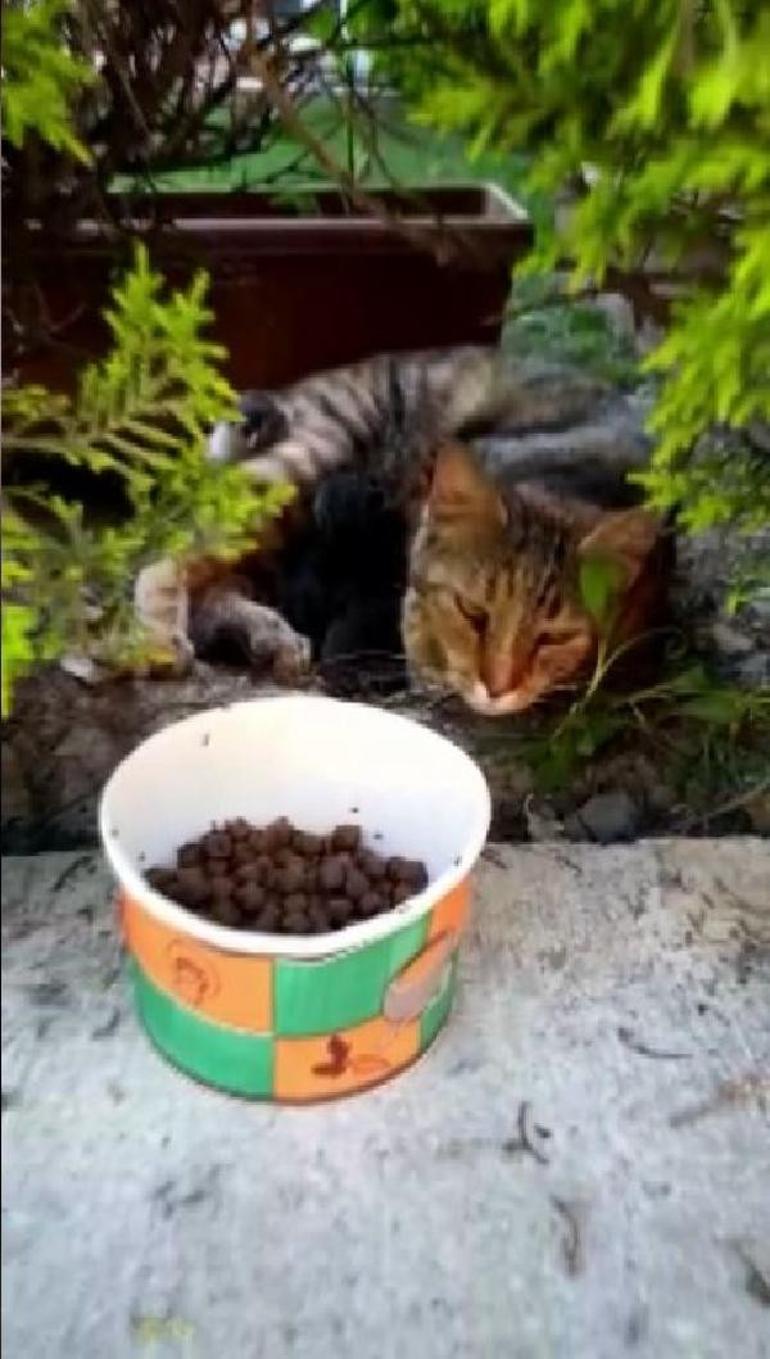 Istanbul Da Sitede Vahset 3 Yavru Kedi Oldu Son Dakika Haber