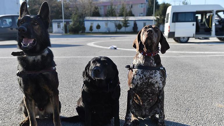 Bilim insanlarına göre özel eğitilmiş köpekler, koronavirüsün yayılmasının önlenmesine yardımcı olabilir