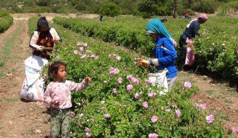 Altı ton üründen elde ediliyor! Litresi 7 bin euroyu buluyor