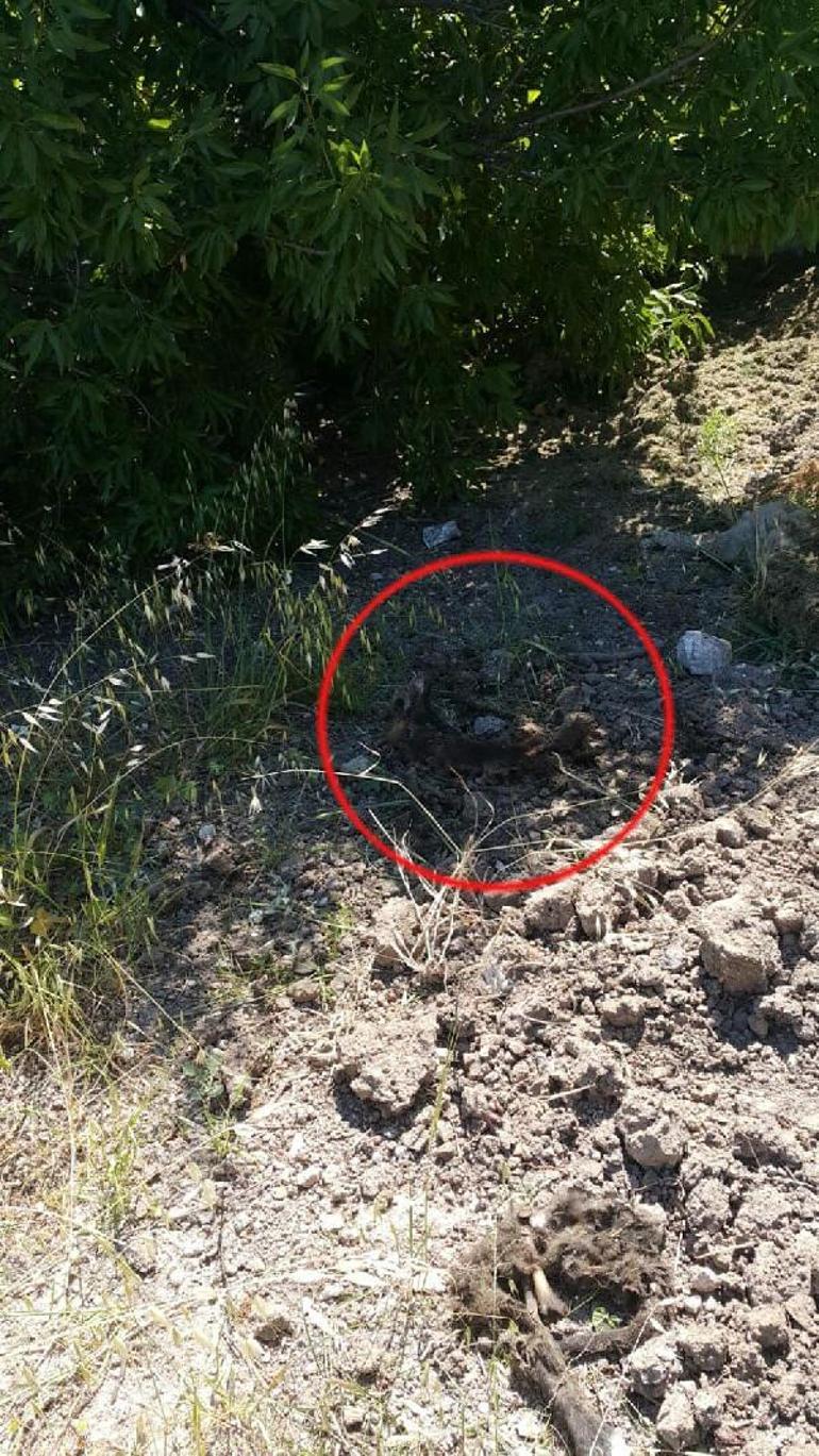 Bunun adı vahşet Yavru köpekler katledildi