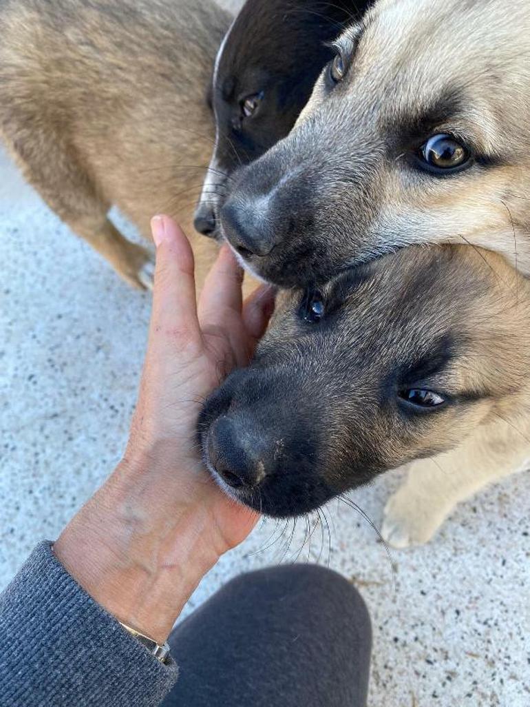 Bunun adı vahşet Yavru köpekler katledildi