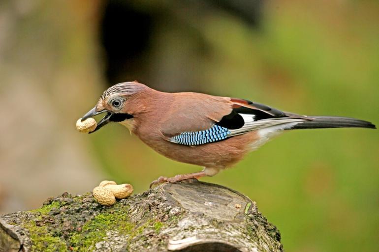 Bu haberden sonra kimse kimseye ‘kuş beyinli’ diye hakaret edemeyecek