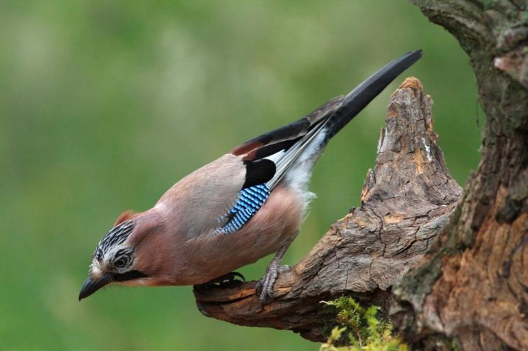 Bu haberden sonra kimse kimseye ‘kuş beyinli’ diye hakaret edemeyecek