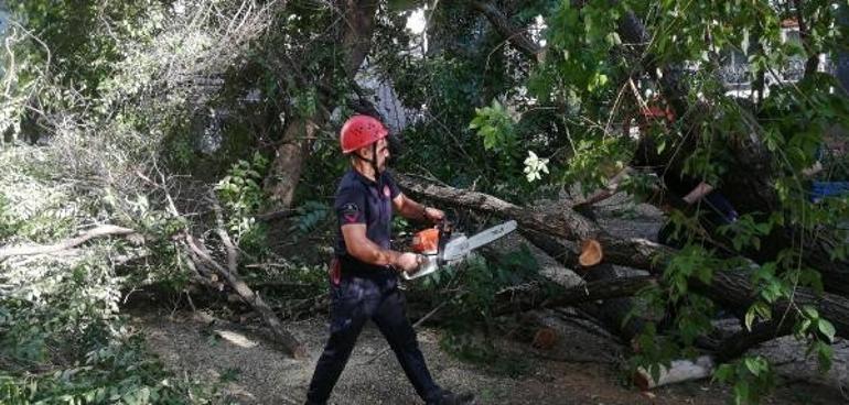 Bakırköyde çocuk parkında korku dolu anlar Ağaç devrildi