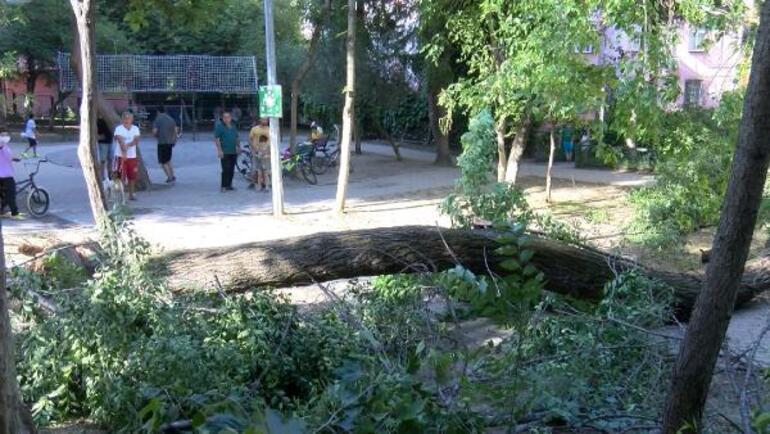 Bakırköyde çocuk parkında korku dolu anlar Ağaç devrildi