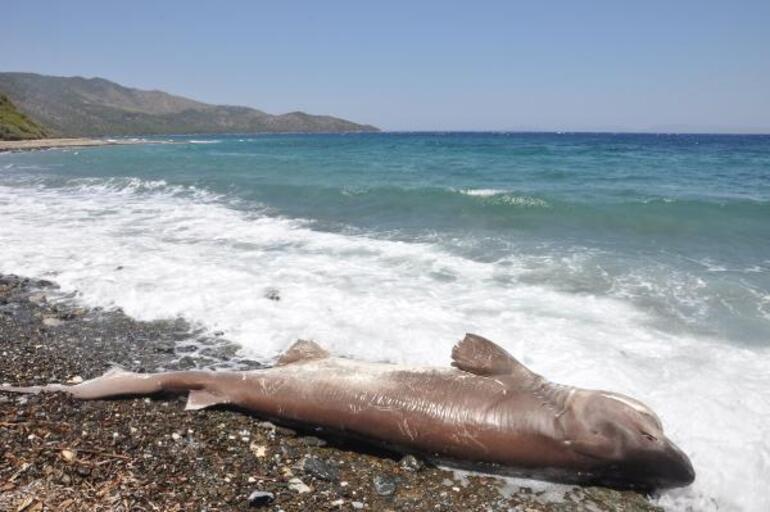 Datça sahilinde gebe köpek balığı şaşkınlığı Karaya vurdu... 200 kilo ağırlığında
