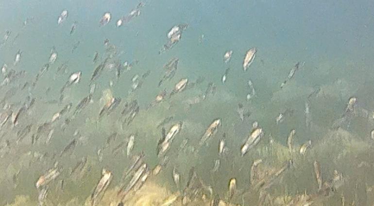 Çanakkalede müsilaj kâbusu İki yıl arasında büyük değişim