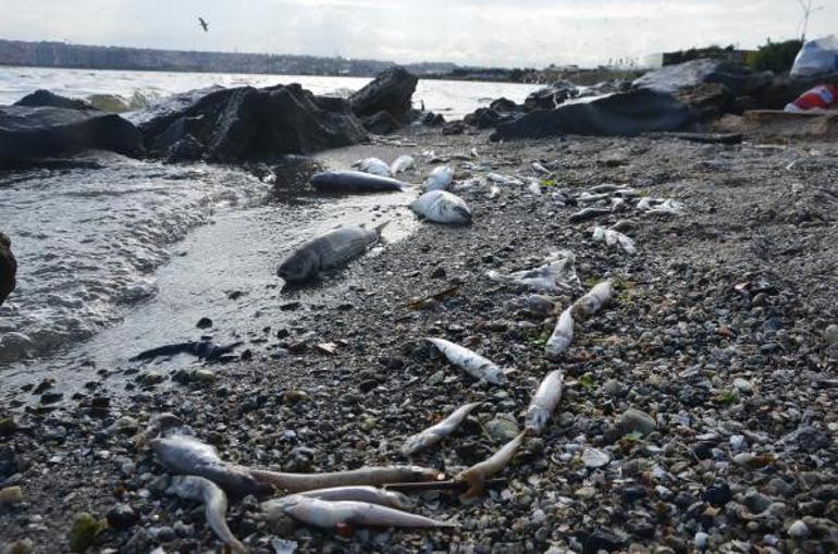 Küçükçekmece Gölünde çevre felaketi Sahil ölü balık doldu... Korkutan görüntü