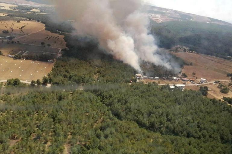 Son dakika... İzmir Bornovada orman yangını