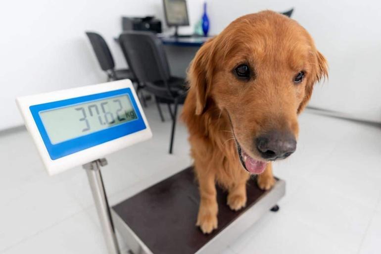 Köpeğinizde yaz aylarında gözlemleyeceğiniz değişimler Tarkan