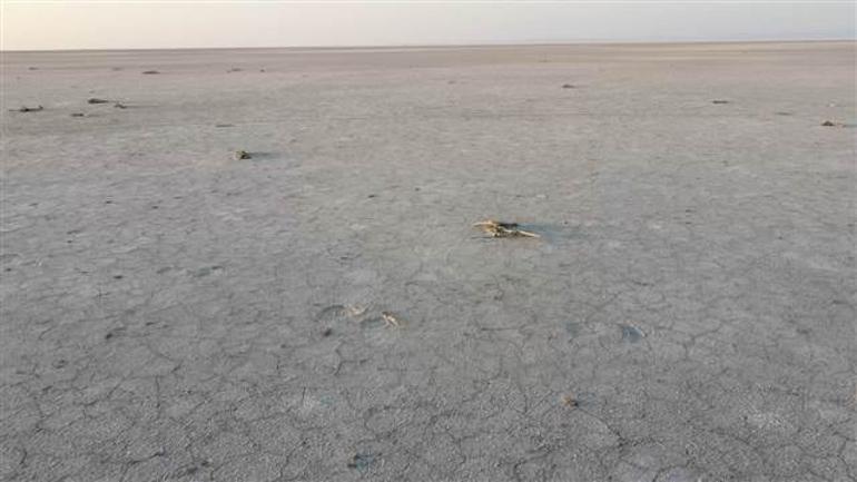 Son dakika... Tuz Gölünde yüzlerce flamingo öldü Konya Valiliği soruşturma başlatıldığını duyurdu