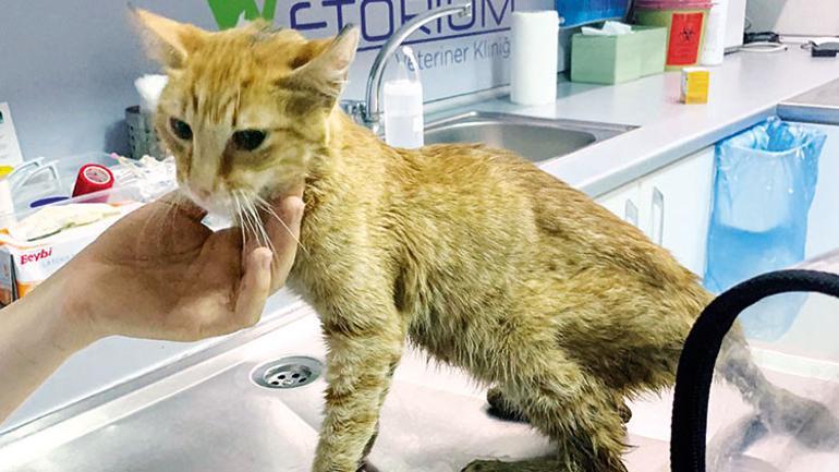 Ölmek üzereyken bulup sahiplendiği Umuta donör arıyor