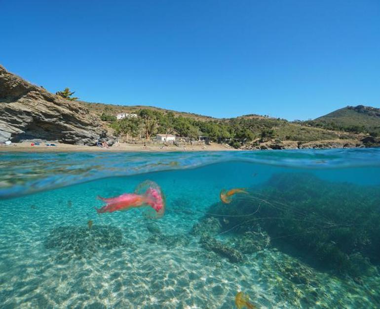 Προσβολή μέδουσας στη γειτονική ακτή ... Θα έρθει στην Τουρκία;  Αξίζει να τονιστούν, είναι πολύ δηλητηριώδη ...