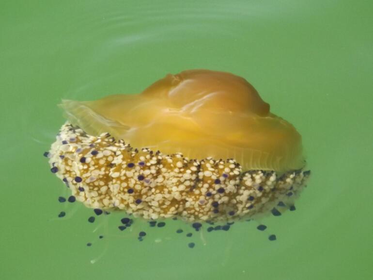 Komşu kıyıda denizanası istilası... Türkiyeye gelir mi Altını çizmekte fayda var, çok zehirliler...