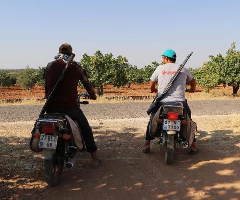 Yeşil altın olarak bilinen Antep fıstığı için 7 / 24 tüfekli nöbet