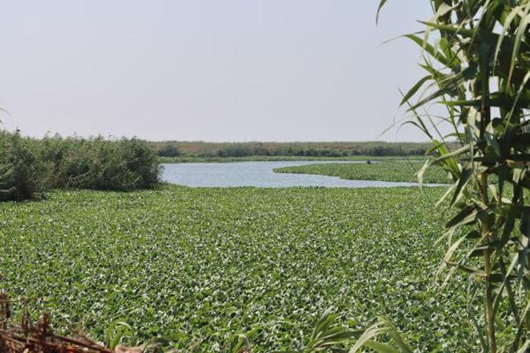 Yine görüldü Asi Nehrinin bazı bölümlerini tamamen kapladı