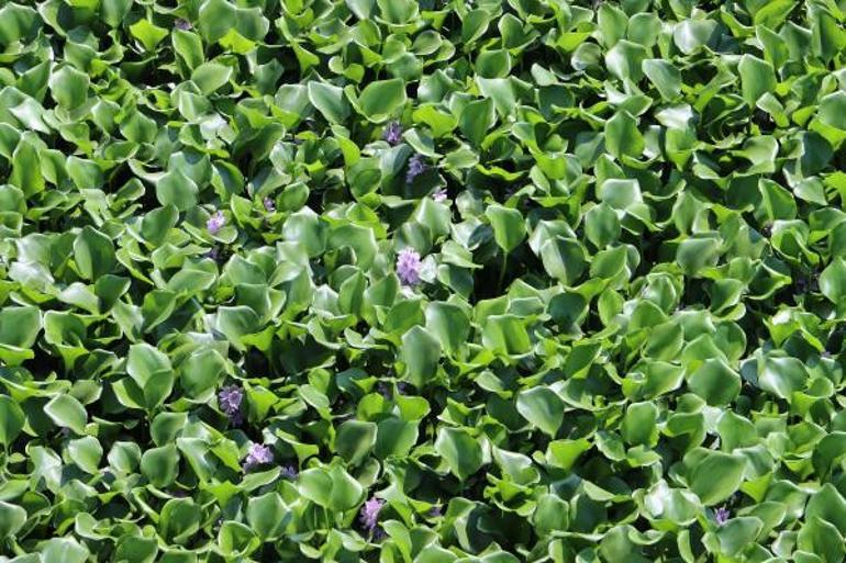 Yine görüldü Asi Nehrinin bazı bölümlerini tamamen kapladı