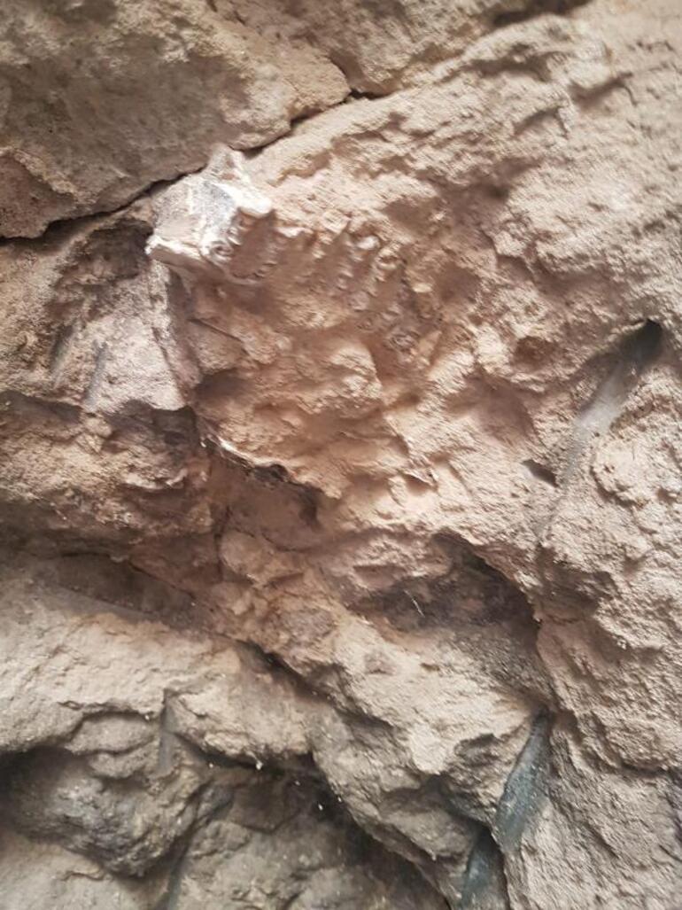 Kayseride ilk kez tüf mağara tavanında fosil bulundu Son derece ilginç ve heyecan verici