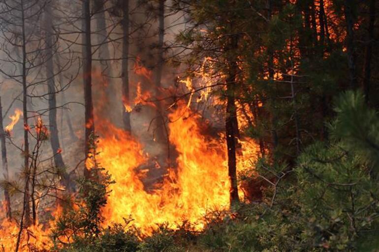 Son dakika haberi... İzmir, Muğla, Antalya, Adana, Mersin, Konya, Kastamonu ve Kahramanmaraştaki orman yangınlarında son durum