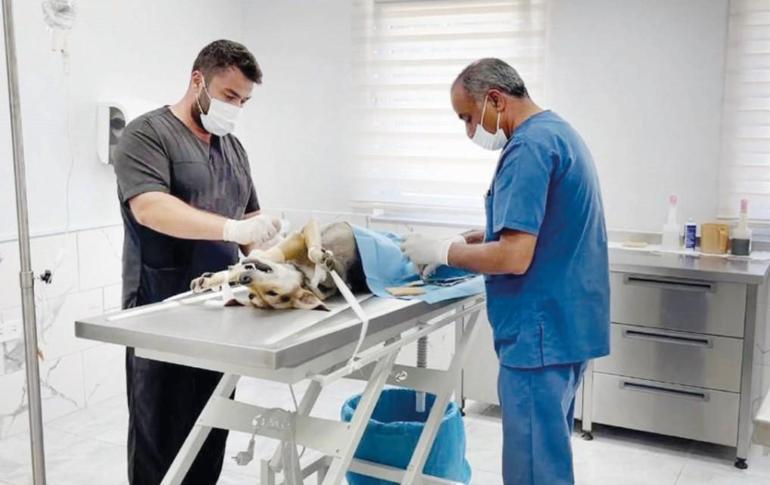 Tam teşekküllü sokak hayvanı hastanesinde bir ameliyat günü