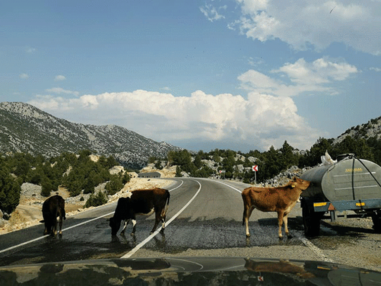 YILKI ATLARI TEHLİKEDE