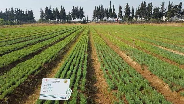 Yanan ormanlar için 3 farklı senaryo