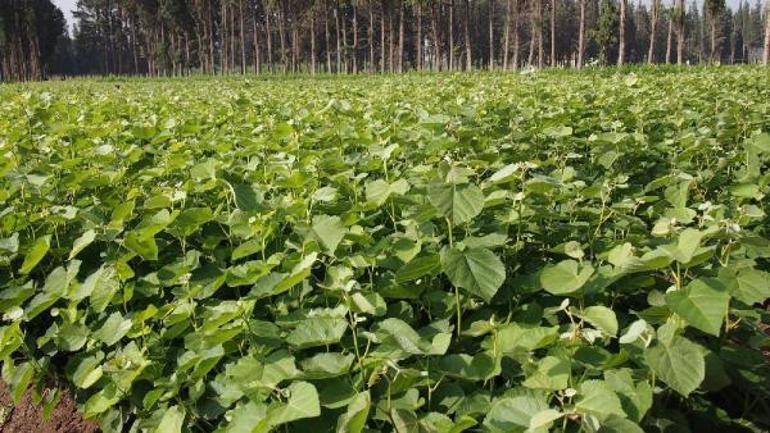 Yanan ormanlar için 3 farklı senaryo