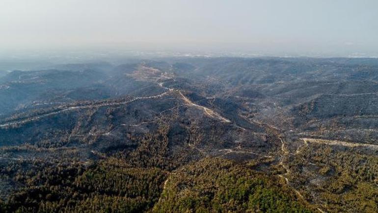 Yanan ormanlar için 3 farklı senaryo