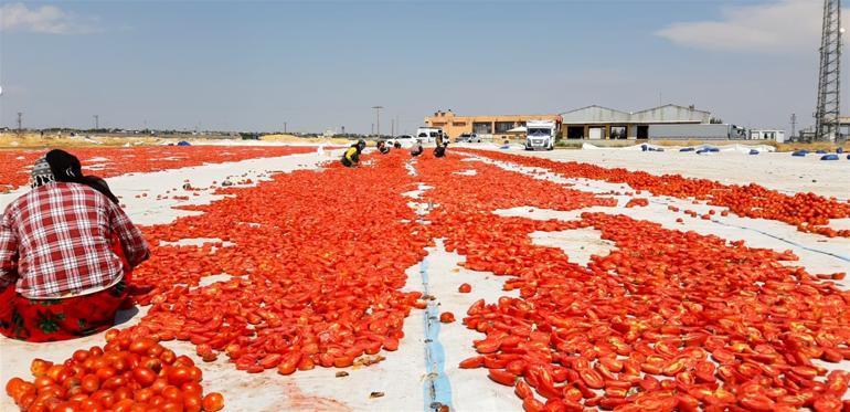 Diyarbakırda yetiştiriliyor Avrupa ülkeleri ve ABDye ihraç ediliyor