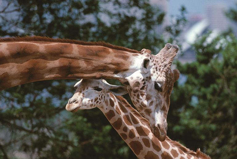  Sosyal yaşamlarının filler kadar gelişkin olduğu yıllar sonra keşfedildi