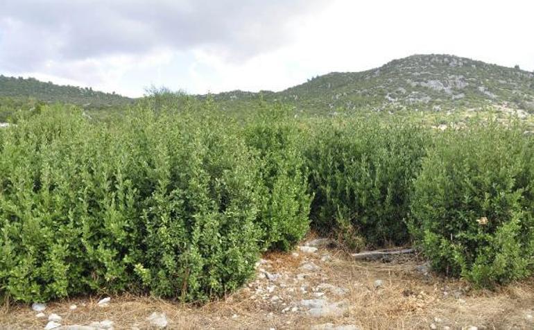 5 milyon lira gelir getiren defne sahası yandı