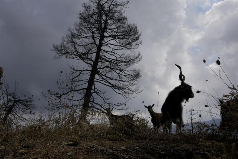 Η φωτιά στην Ελλάδα δεν μπορεί να σβήσει ... Εκατοντάδες χιλιάδες στρέμματα γης μετατράπηκαν σε στάχτη