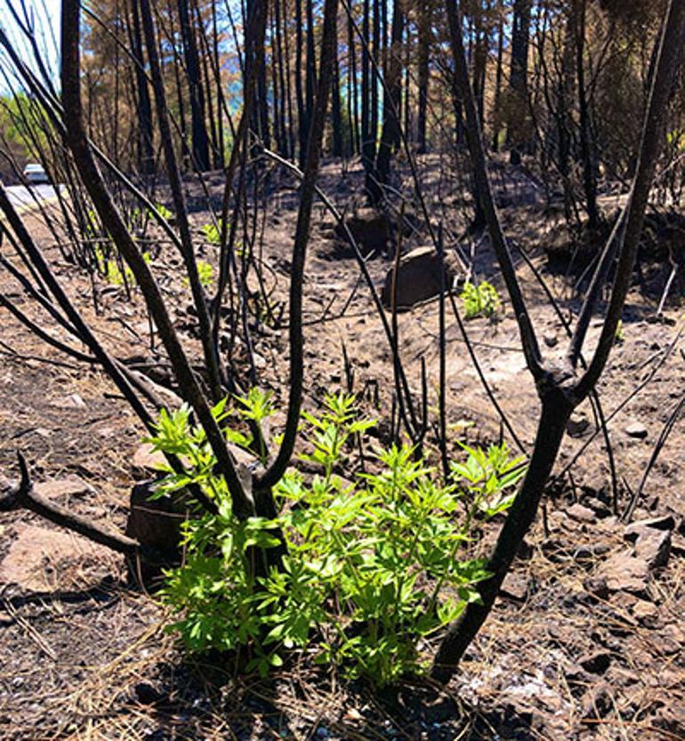 Marmariste yangınlar sonrası doğa canlanmaya başladı