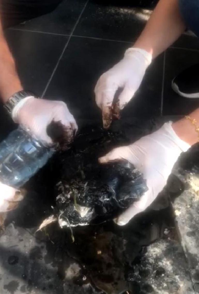 Zifte bulanmÄ±Å yaralÄ± kaplumbaÄa, tedavi edilip doÄaya salÄ±ndÄ±