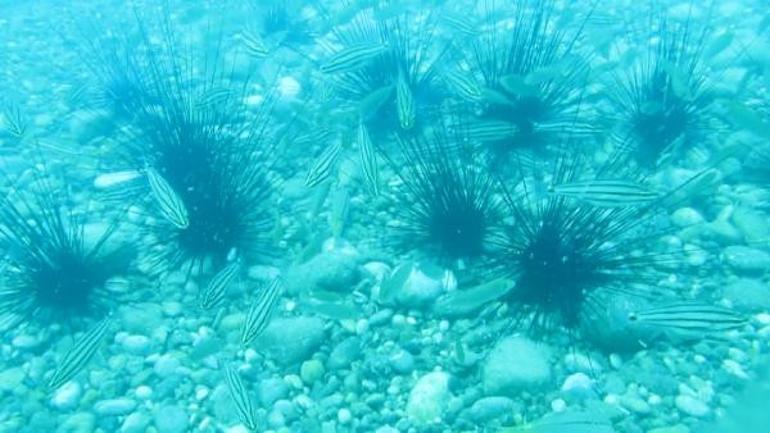 Kızıldeniz göçmen balıklarının su altındaki ‘hemşehri dayanışması’