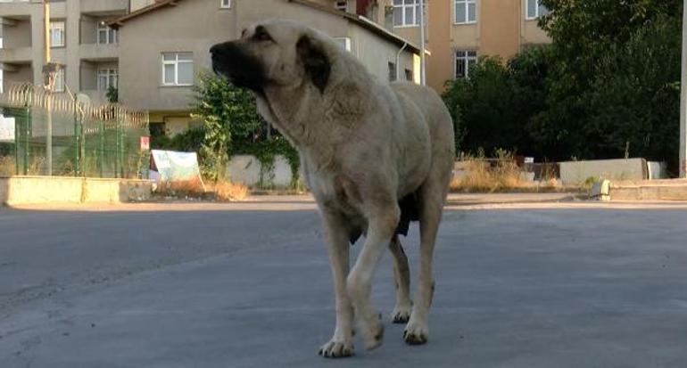 Kargo firmasına ait kamyonet köpeğin üzerinden geçti... Acı haber geldi