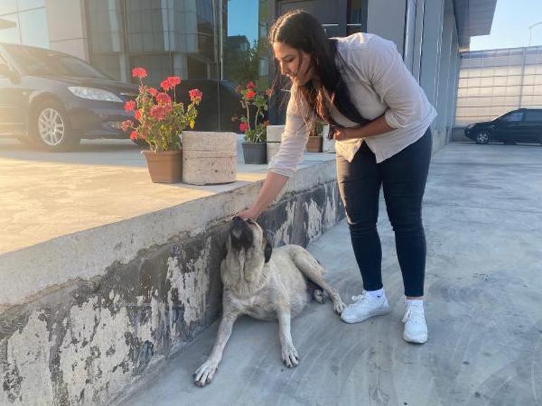 Kargo firmasına ait kamyonet köpeğin üzerinden geçti... Acı haber geldi