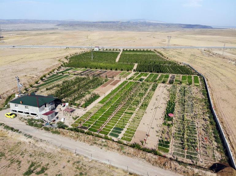 1 milyon TL harcayıp bostan kurdular Tonlarca meyve ve sebze üretiyorlar