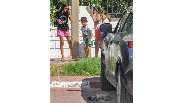 Yavru köpekler ölü bulundu... Korkunç iddia Siz nasıl bir canisiniz