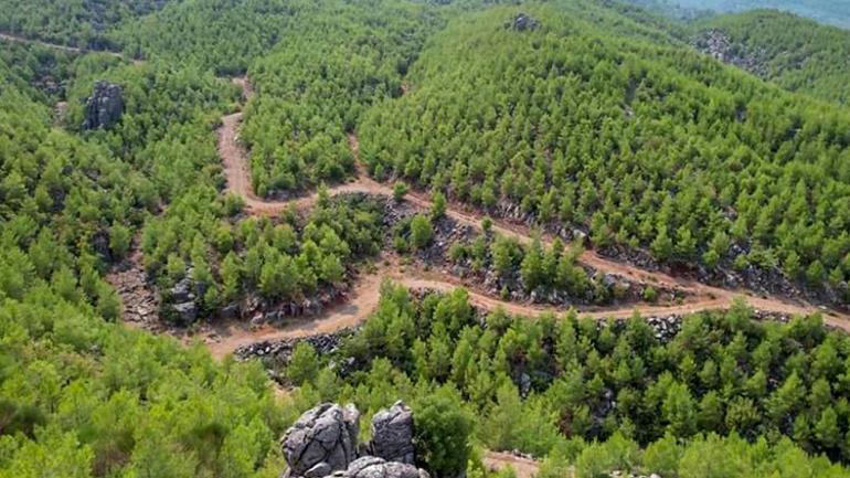 Manavgatta 13 yıl önce yanan orman yeniden yeşile döndü