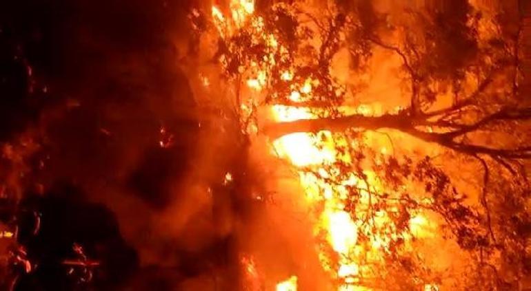 Bingöldeki orman yangınları kontrol altına alındı