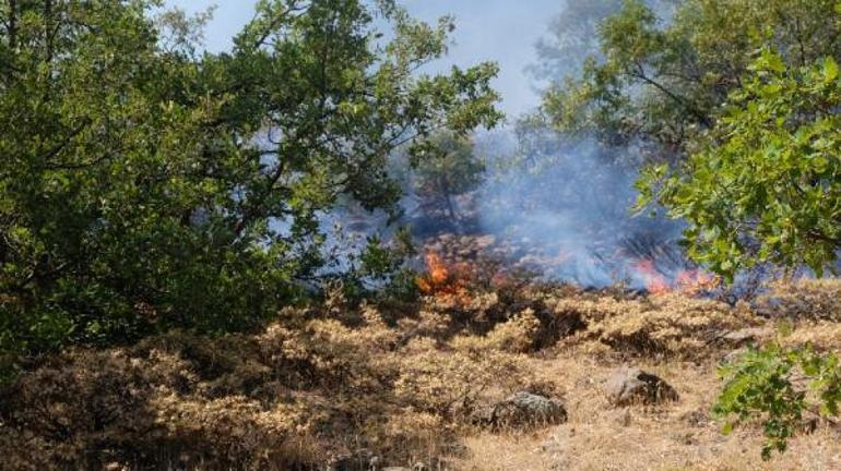 Son dakika Bingölde orman yangını
