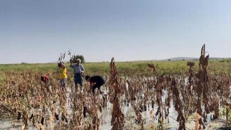Şanlıurfanın Suruç ilçesinde tarla ve evler su altında kaldı