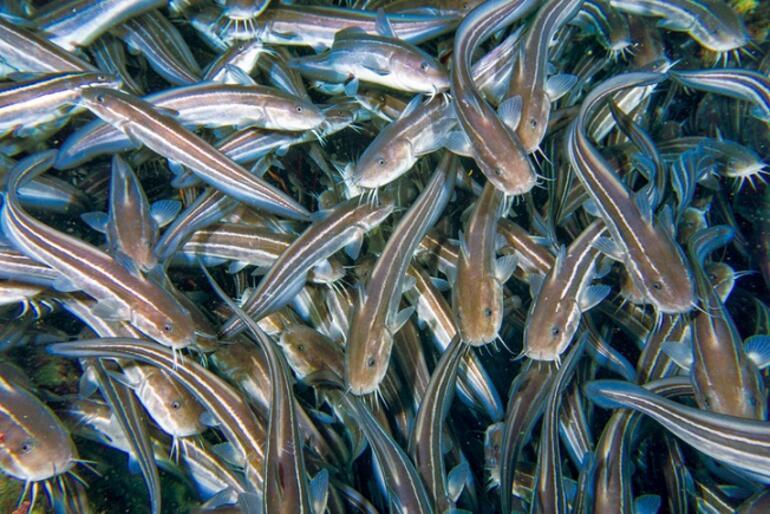 İstilacı türler Marmara ve Karadeniz'i de tehdit ediyor! Yerli balık türleri  azalırsa bizi neler bekliyor? - Son Dakika Haberleri İnternet