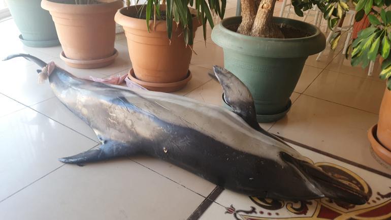 Çay bahçesinin sahiline ölü yunus balığı vurdu