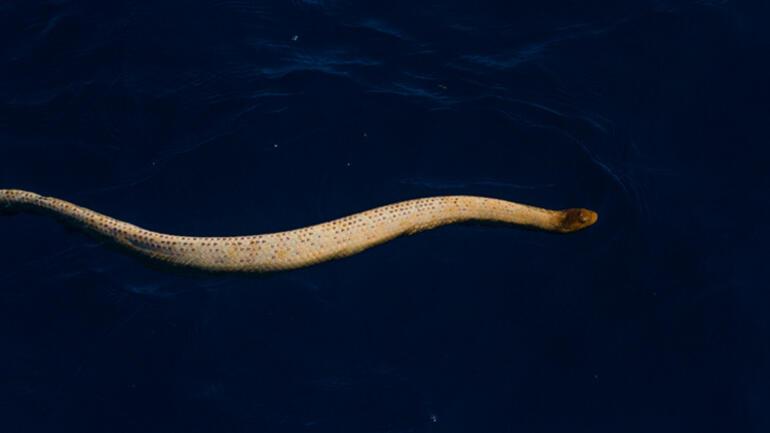 Surprising approach to poisonous sea snakes ... They think divers are sex partners