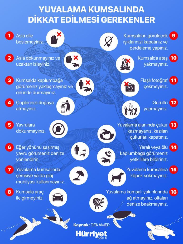 Bunu asla yapmayın... Vakalar arttı, caretta carettalar insanları ısırıyor… Neden agresifleştiler