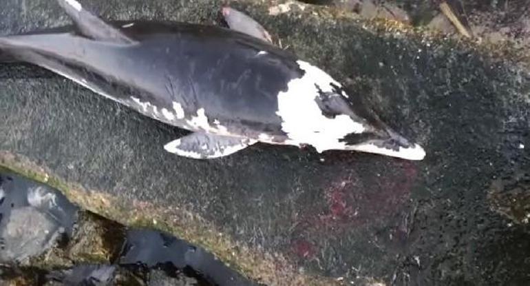 Boynundan tabancayla vurulmuş halde kıyıya vurdu Vatandaşlar tepki gösterdi