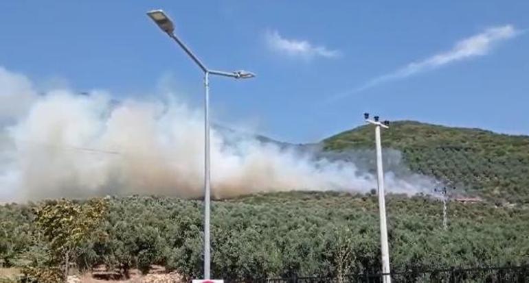 Gemlikte zeytinlikte korkutan yangın